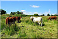 Bull and cows in rushy ground, Reaghan