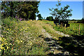 Lane to field, Ballynamullan