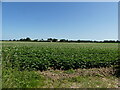 Potato Crop in flower