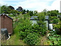 Beechwood Allotments