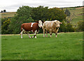 Cattle, Knockbain