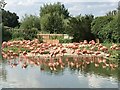 SO7204 : Flamingo Pool, WWT Slimbridge by David Dixon