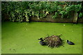 Coots on the New River