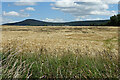 Ripening Barley