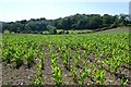 SX8878 : Maize crop, above Biddlecombe House by Roger Cornfoot