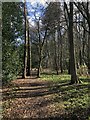 Path through Shincliffe Wood