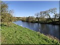 River Tees near Aislaby