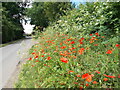TL3370 : Poppies next to Back Lane, Holywell by Peter S
