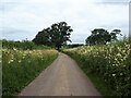 Meadowsweet, Chovel Lane