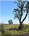 Ash tree at North Auchenmade