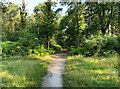 Footpath across Hawley Common