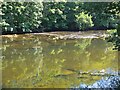 Woodland colours and the River Annan