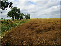 TF0914 : Field of linseed near Obthorpe by Jonathan Thacker