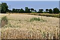 Mendlesham: Cereal crop