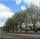 ST3088 : Row of trees, Queensway, Newport by Jaggery