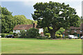 Tree and cottages seen across the Green at Leigh