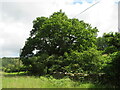 NT7463 : Oak tree by the Monynut Water by M J Richardson