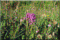 TF7511 : Pyramidal orchid, Narborough Railway Line by Hugh Venables