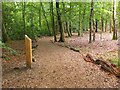 NY0981 : Woodland path by Castle Loch by Jim Barton