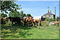 Cattle sheltering from the sun, Fireagh