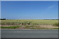 Farmland north of Easington Road