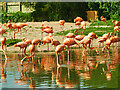 SO7204 : American (Caribbean) Flamingos by David Dixon