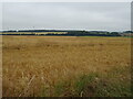 Cereal crop near Coaltown of Wemyss