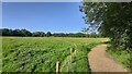 Geese in field