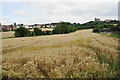 Ripening wheat near New Bolsover