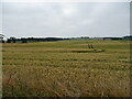 Cereal crop, towards Pitcorthie