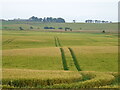 Tracks in crop field, Pitcorthie