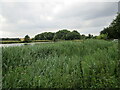 Reed bed and Cuckney Dam