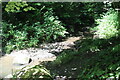 Stream in Colby Woodland Garden