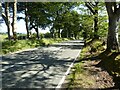 A tree-lined road