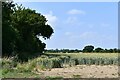 Wetherup Street: Cereal crop with a large area of no seed germination