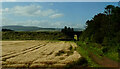 Cereal crop and farm track near Fordoun