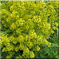 NT7666 : Lady's Bedstraw - detail of flowers by M J Richardson