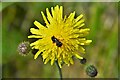 TG3306 : Strumpshaw Fen: Bee by Michael Garlick