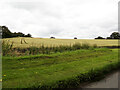 TL9734 : Farmland off the B1087 Stoke Road by Geographer