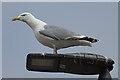 Herring Gull (Larus argentatus)