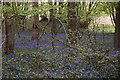 TQ6151 : Bluebells, Clearhedges Wood by N Chadwick