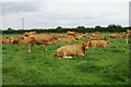 Limousin cows at The Elms Farm