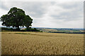 Wheat field near Hillstown