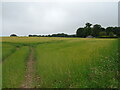 Cereal crop and Gardeners Cottage