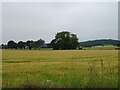 Cereal crop near Burnside