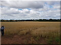 Cornfield north of Harvington