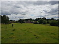 Walkers crossing field near Harvington