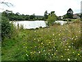 Wildflower meadow, Whitefield Pond