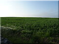 NO4633 : Crop field, East Pitkerro by JThomas
