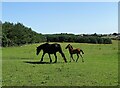 Mare and foal